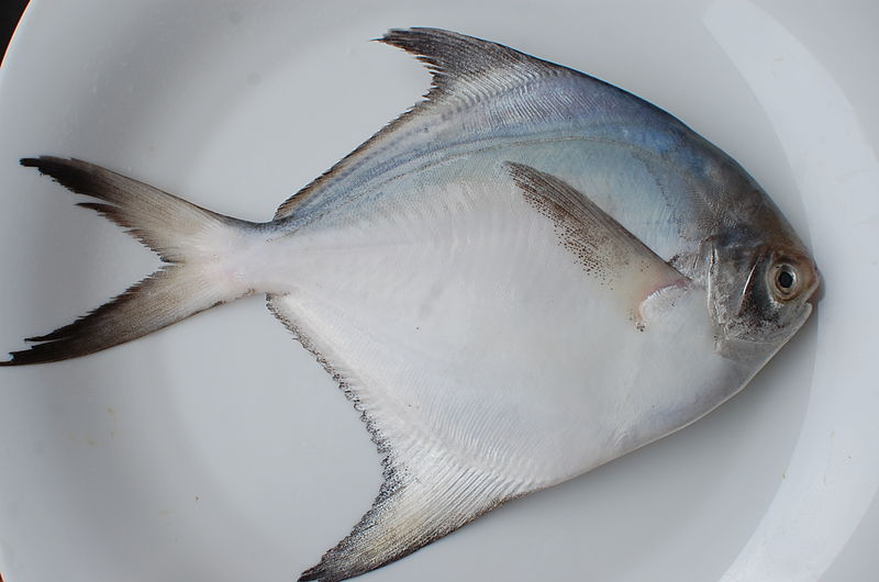 800px-White_Pomfret.jpg