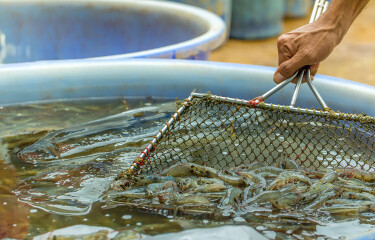 crop.SS-IMG-2024-01-22-ShrimpFarming-SS15.jpg.medium-375x240.375x240.jpg