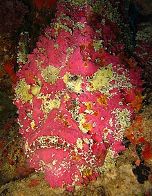 Synanceia_verrucosa.jpg